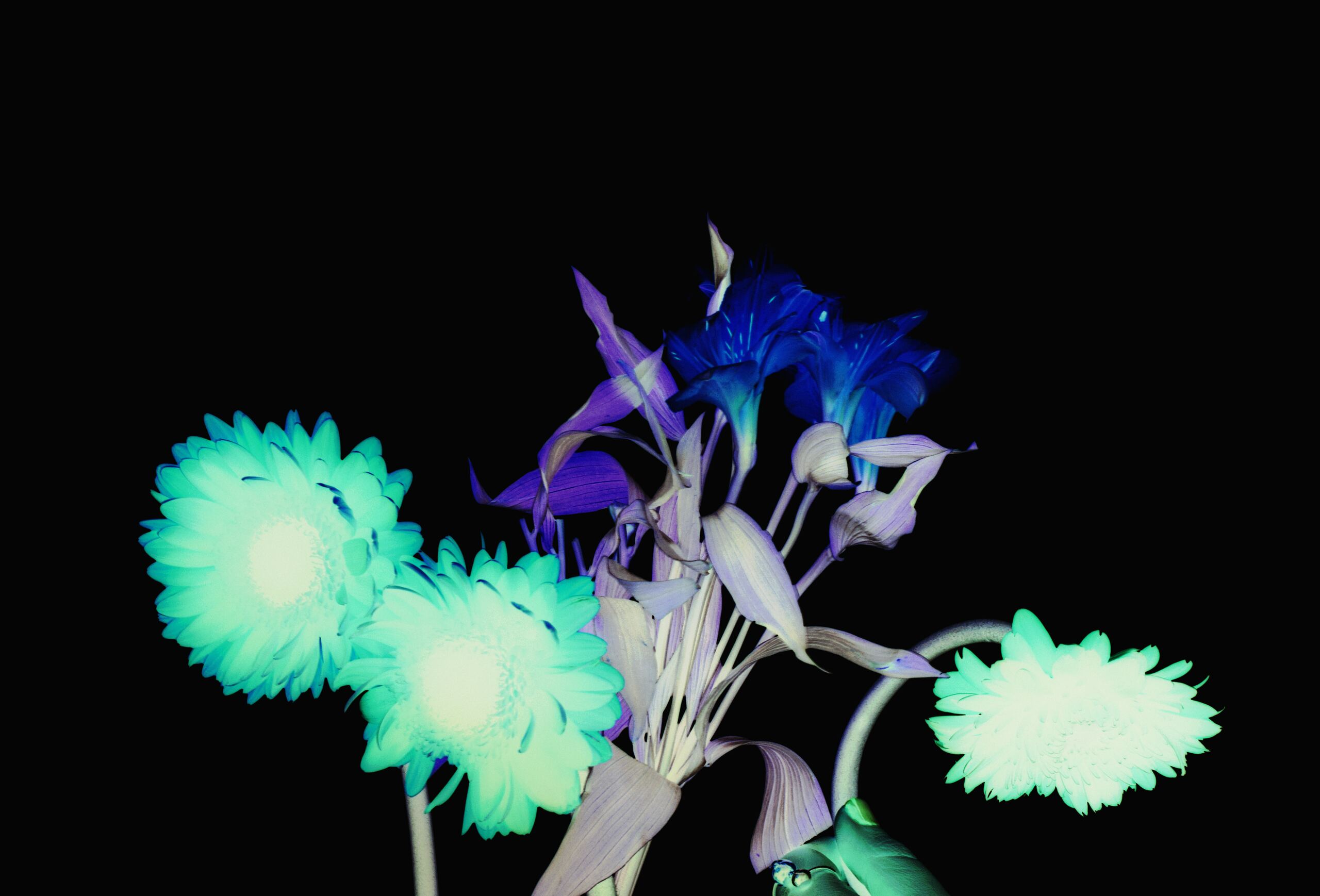 Flores del proyecto Contemplata Origen