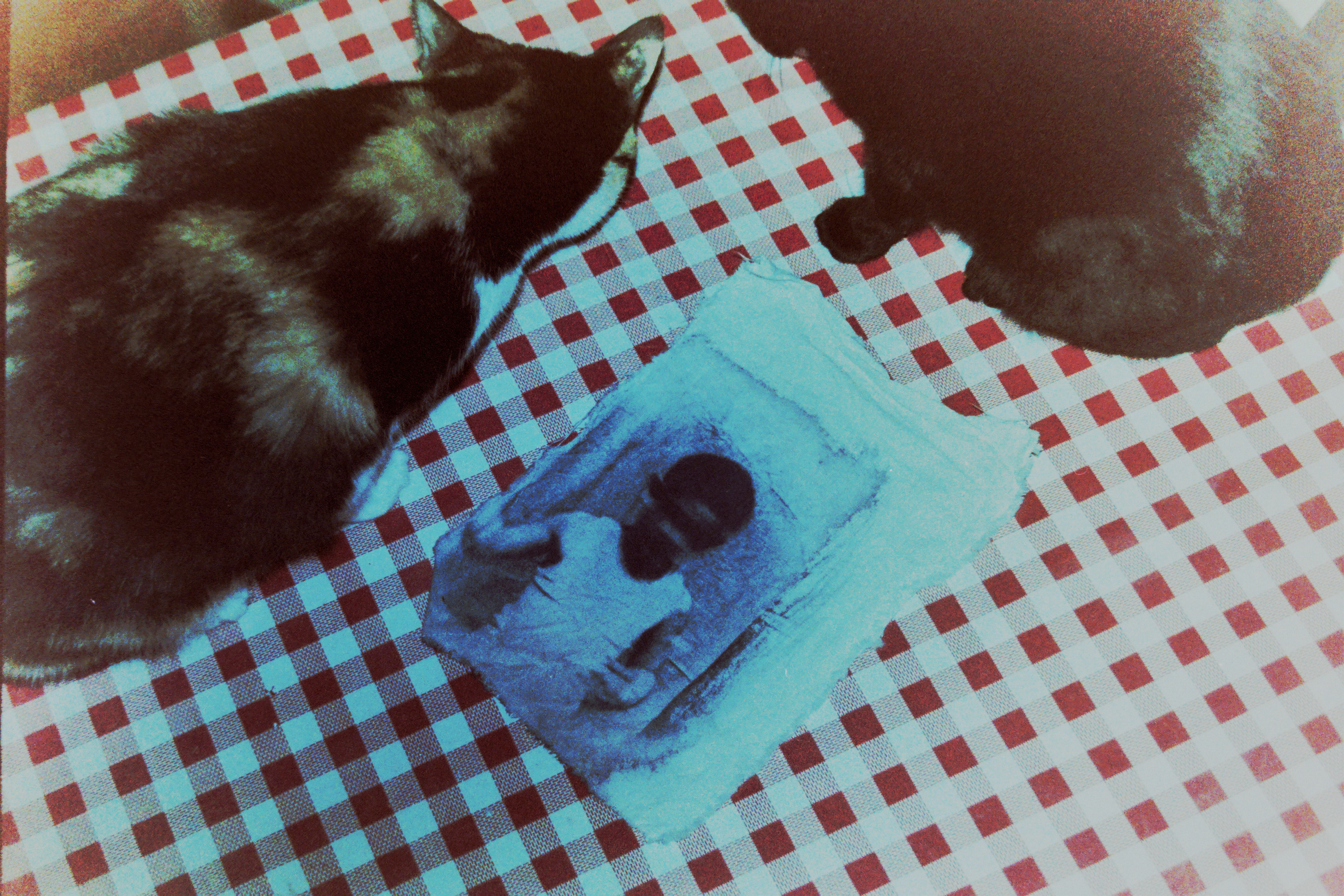 Fotografía intervenida sobre mantel de cuadros junto a dos gatos